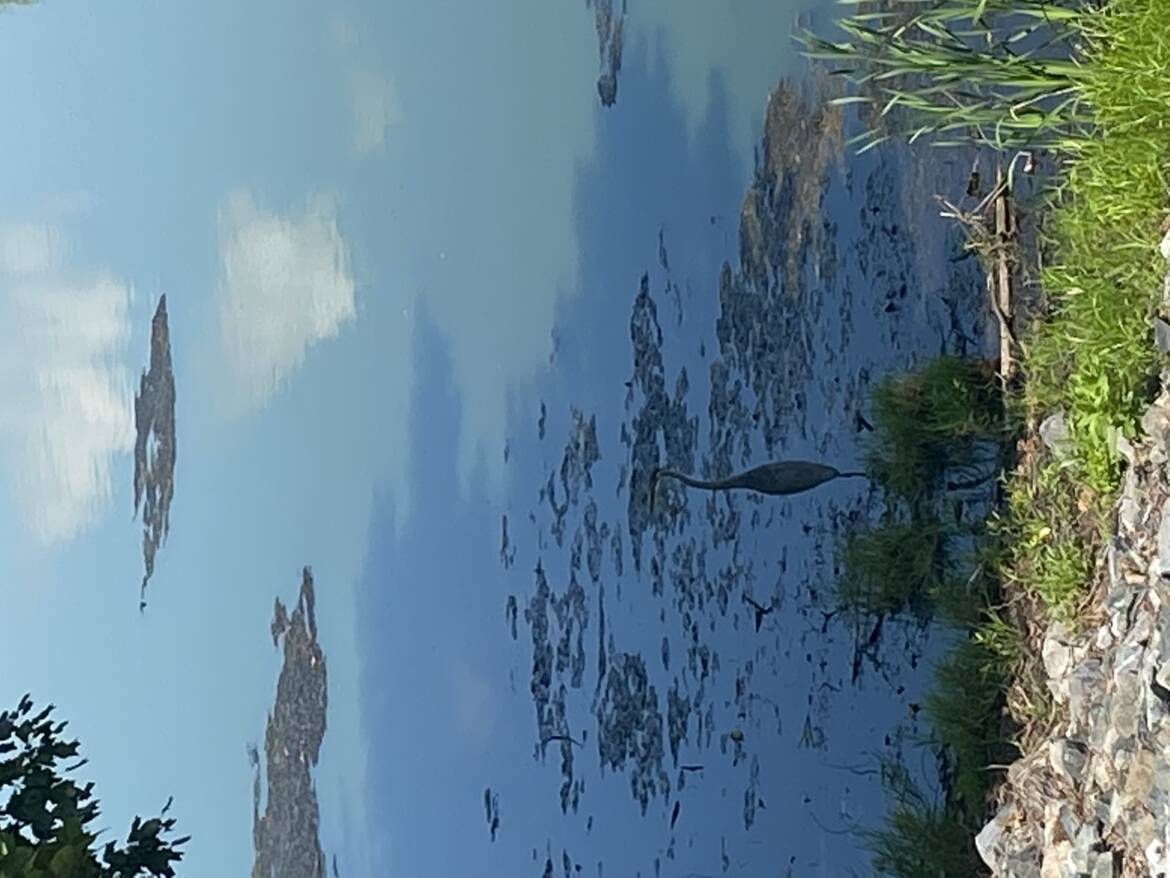 Unknown-10.jpeg